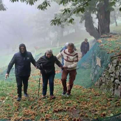 Visite d’une châtaigneraie